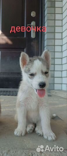 Сибирский хаски