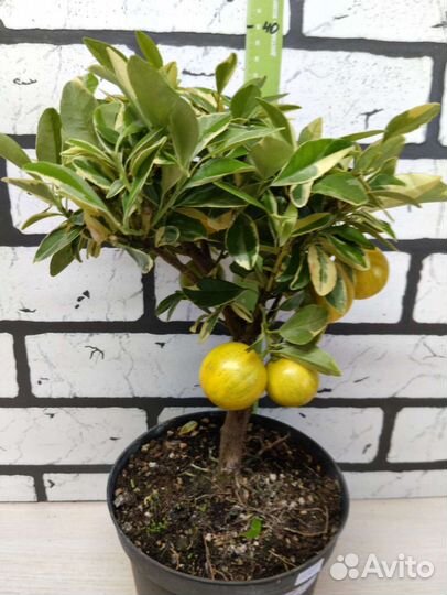 Цитрофортунелла Каламондин вариегата на штамбе