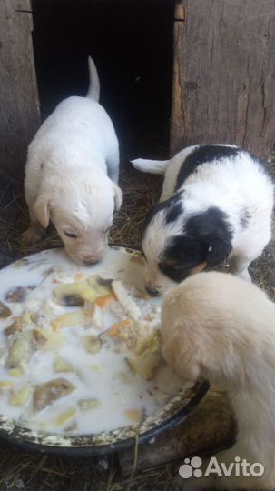 Отдам щенков