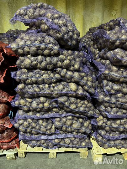 Картофель оптом от 2-х тонн