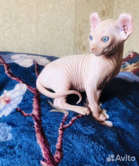 Канадский сфинкс