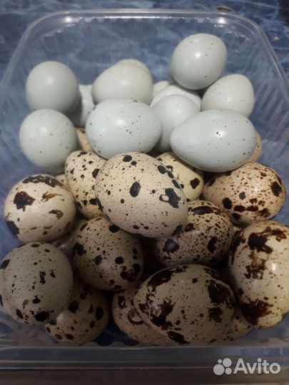 Яйца перепелиные