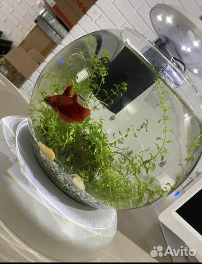 Аквариум Tetra