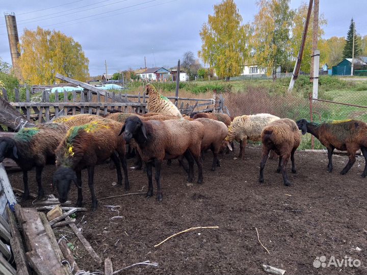 Бараны курдючные на породу