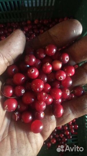 Клюква свежая спелая крупная чистая немороженная