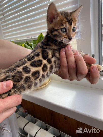 Бенгальские котята
