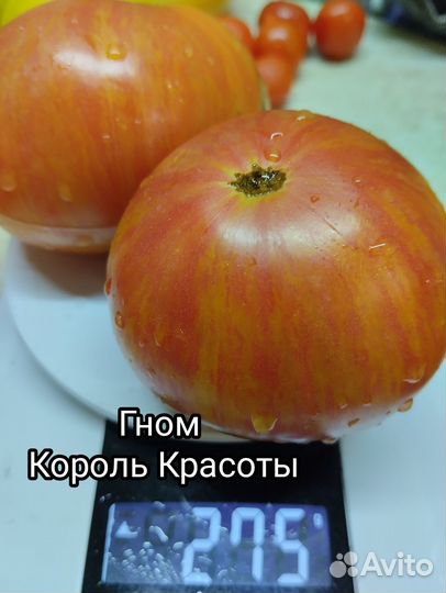Продам семена коллекционных сортов томатов-Дварф