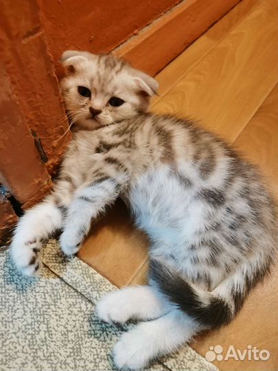 Шотландские вислоухие котята и прямоухие