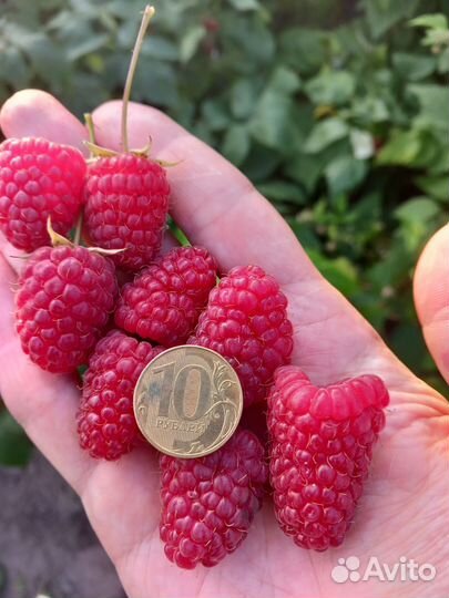 Малина ремонтантная саженцы