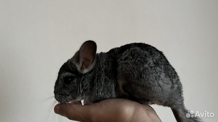 Шиншилла с клеткой