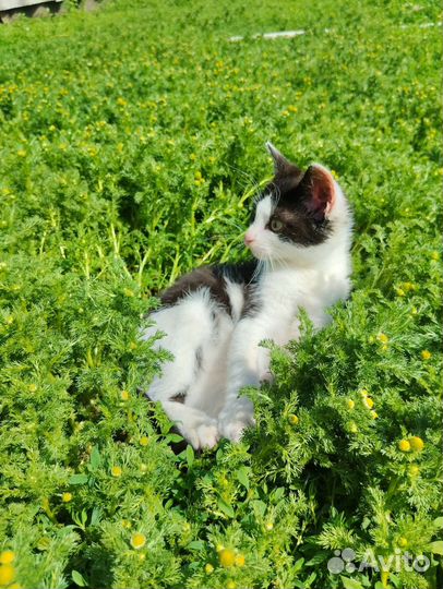 Котята в добрые руки бесплатно