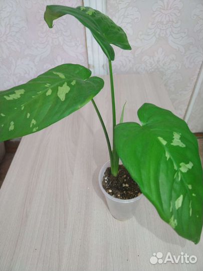 Шизматоглоттис