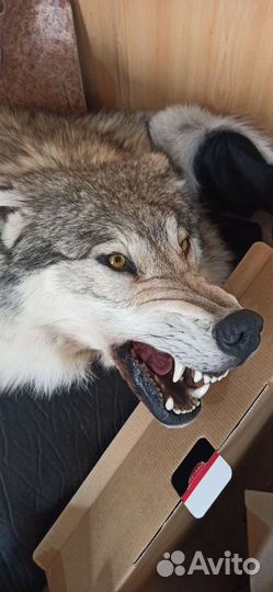 Таксидермия волк