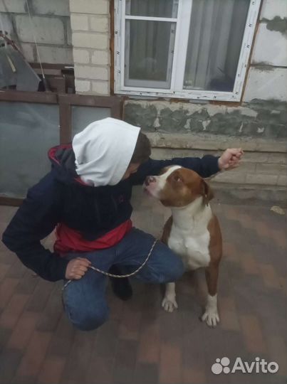 Кинолог, дресировка собак