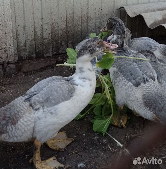 Индоутки Орвия тяжёлая линия (Франция)