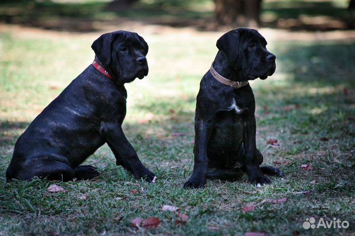 Щенки Кане-Корсо Сочи