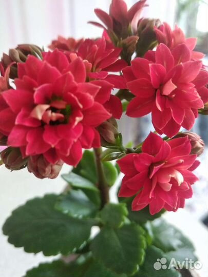 Каланхоэ цветущий