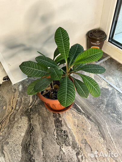 Молочай комнатные цветы в горшке