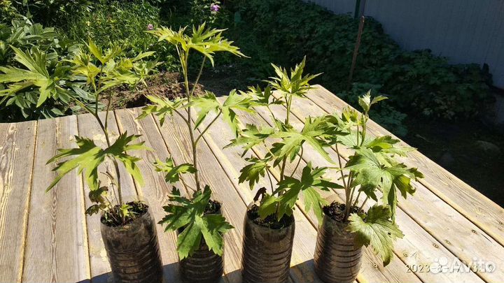 Дельфиниум многолетний синий