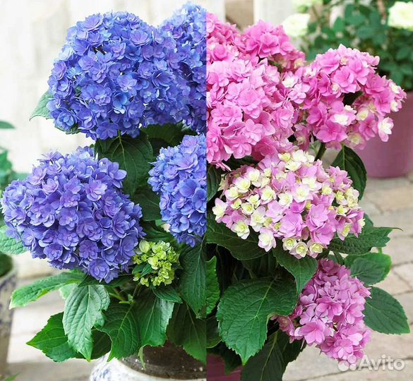 Гортензия Ю энд ми Тугезе