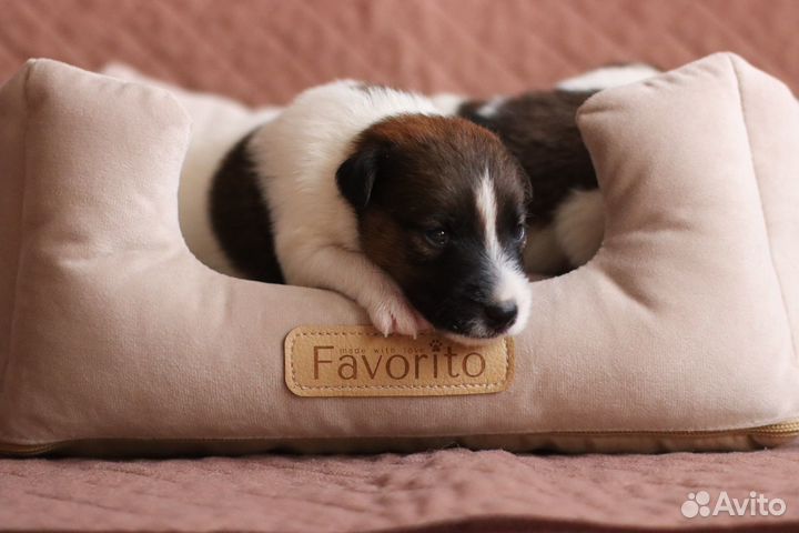 Фокстерьер гладкошерстный