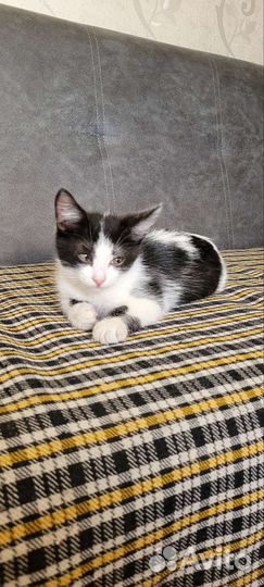 Котенок мальчик