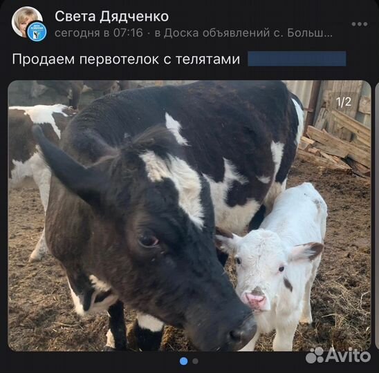 Корова с теленком