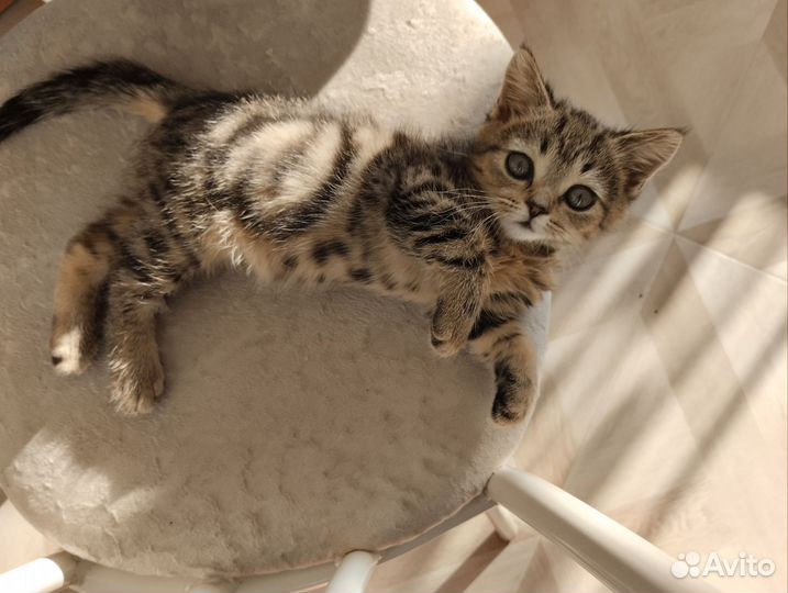 Шотландский котик