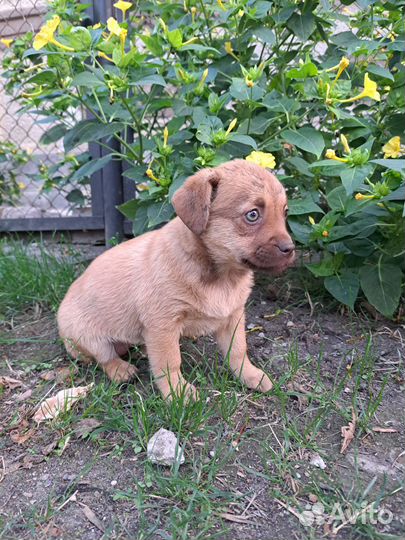 Собака в добрые руки щенок