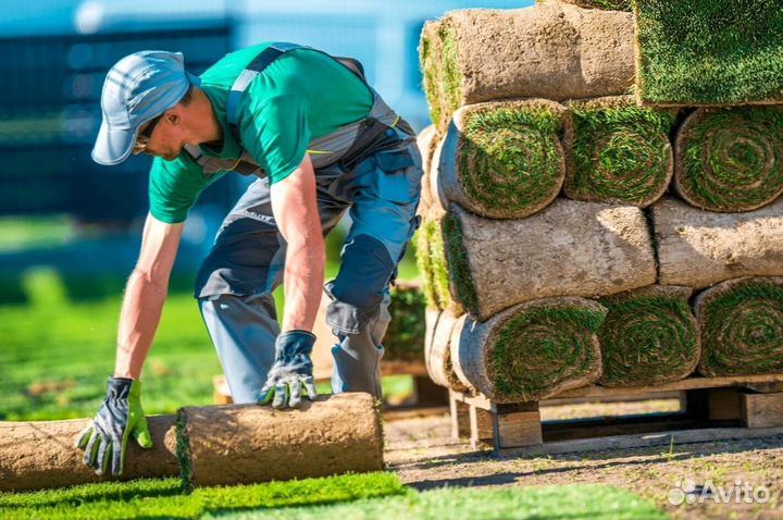 Рулонный газон производство,доставка,укладка