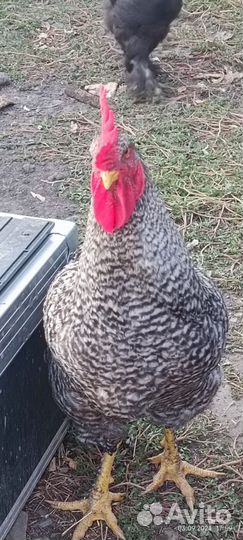 Молодые петухи