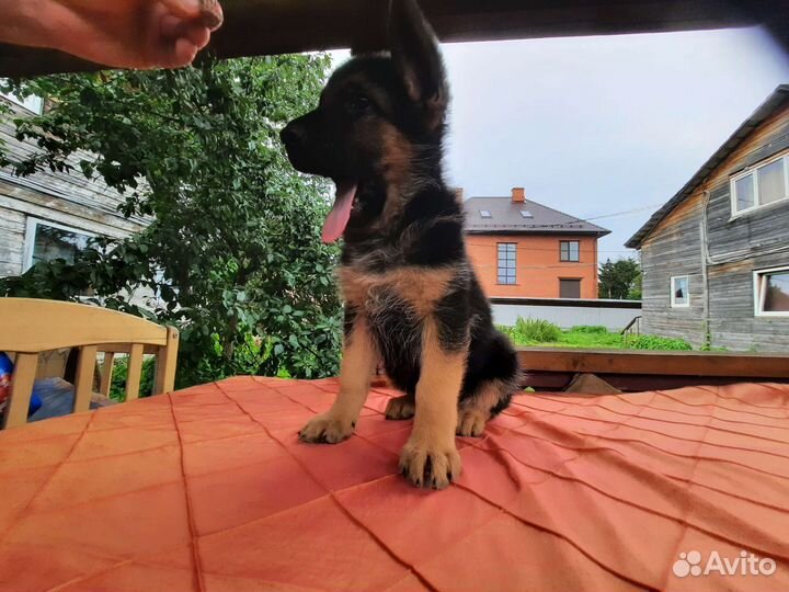 Щеночки Немецкой овчарки с док.ркф