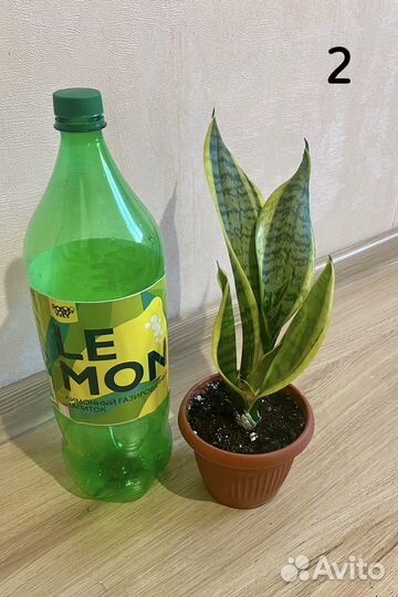 Сансевиерия, тещин язык, щучий хвост