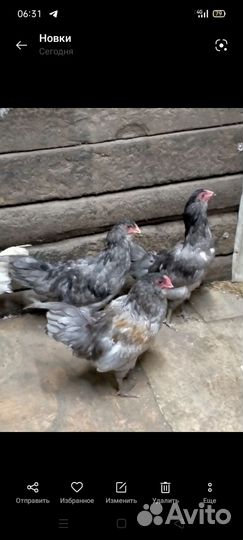 Молодые петушки