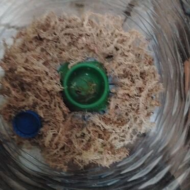 Улитки ахатины