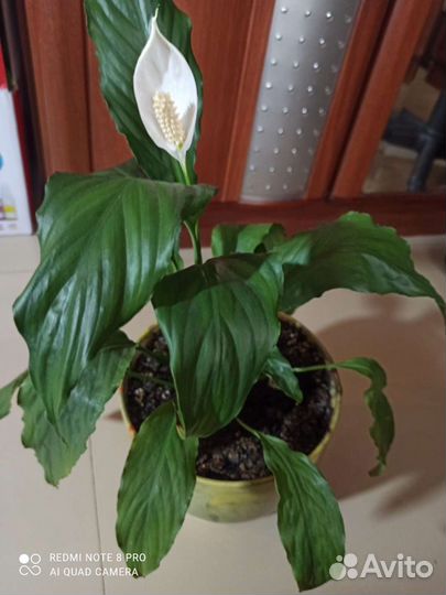 Спатифиллум