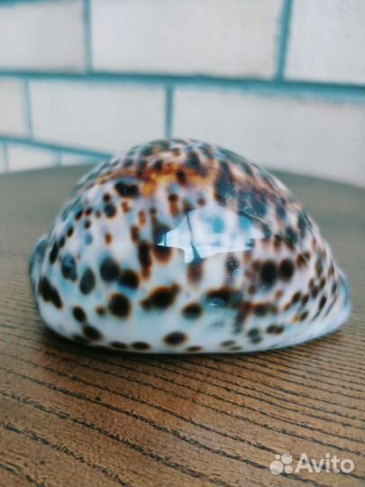 Морские ракушки раковины