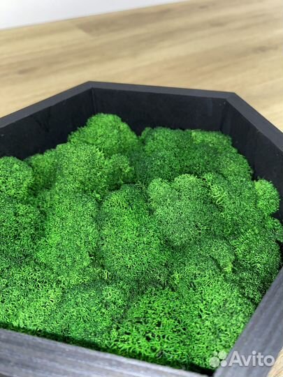 Панно из стабилизированного мха