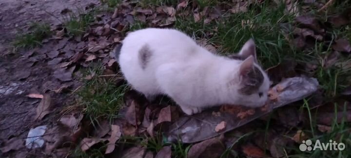 Кошечка в добрые руки