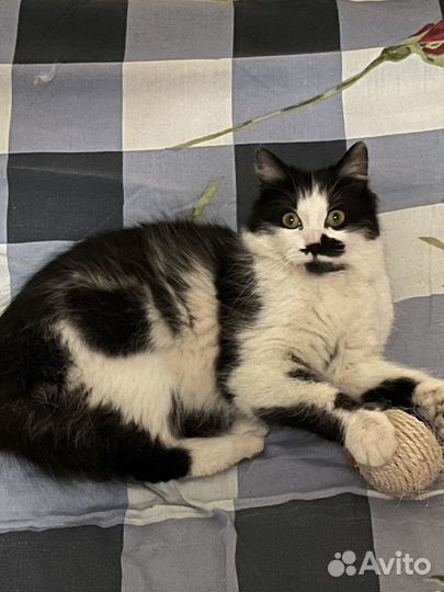 Кошки в добрые руки бесплатно