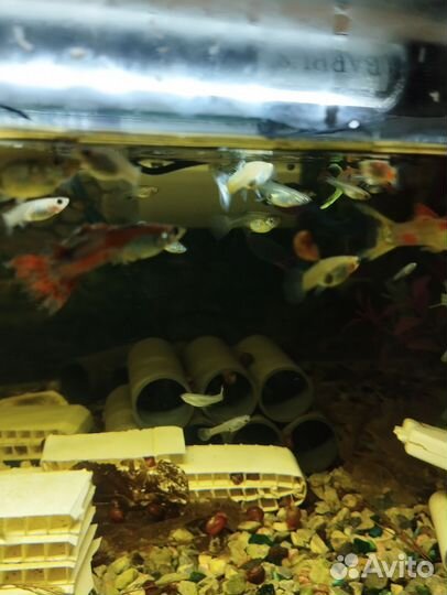 Аквариумные рыбки гуппи микс