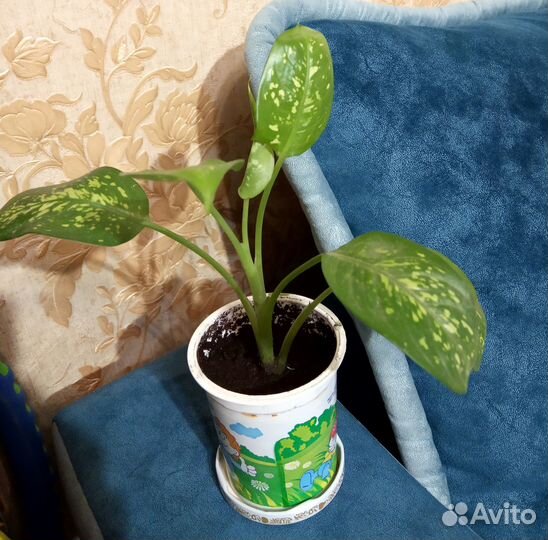 Диффенбахия