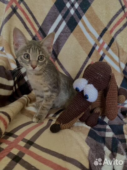 Вязаная игрушка такса