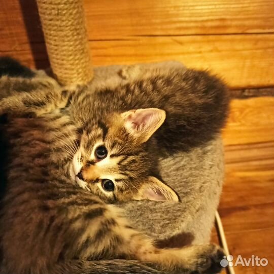 Котенок девочка 2 месяца в добрые руки