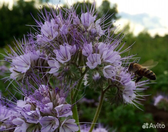 Крем мед, Мед в сотах и на разлив с моей пасеки и