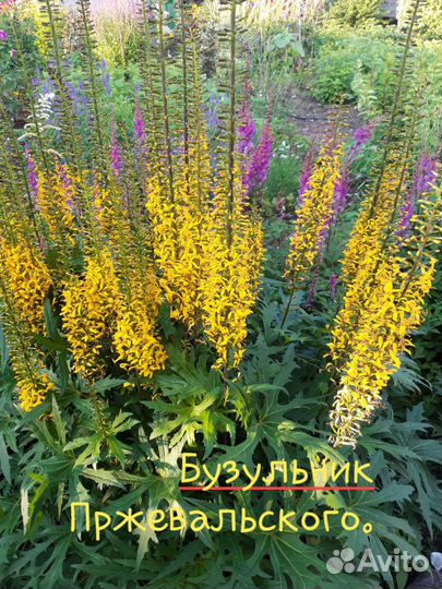 Бузульники 5 видов