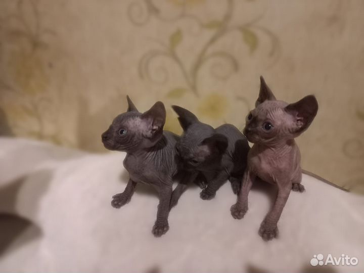 Канадский сфинкс