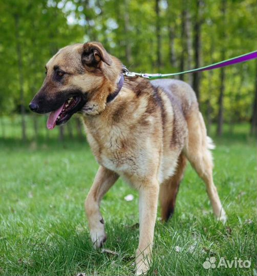 Коупный пес Айс грустит в приюте