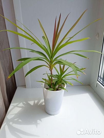 Пальма Кордилина