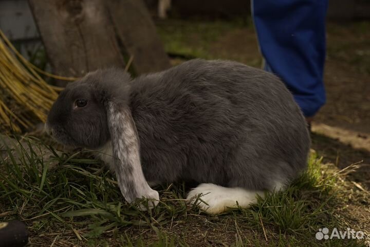 Продам кроликов, порода 
